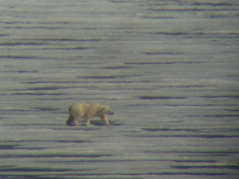 A polar bear, Tunabreen Glacier (picture by Daniel Segal)